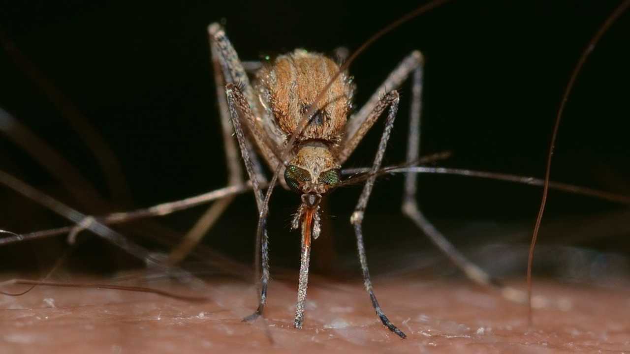 Come allontanare le zanzare dal corpo