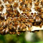 Differenza tra nido di api e vespe